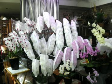 dscn34111