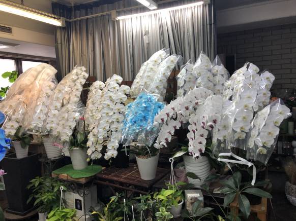 大阪府堺市堺区の花屋 フラワーギャラリー あかしやにフラワーギフトはお任せください 当店は 安心と信頼の花キューピット加盟店です 花キューピットタウン